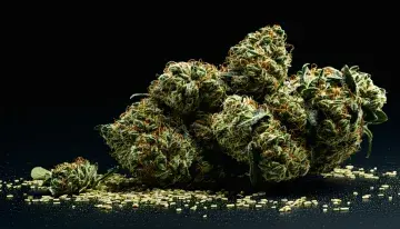 Weed Wednesday Turns the Night Before Thanksgiving Into Cannabis's Second Biggest Holiday